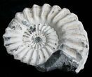 White Pleuroceras Ammonite - Germany #6159-2